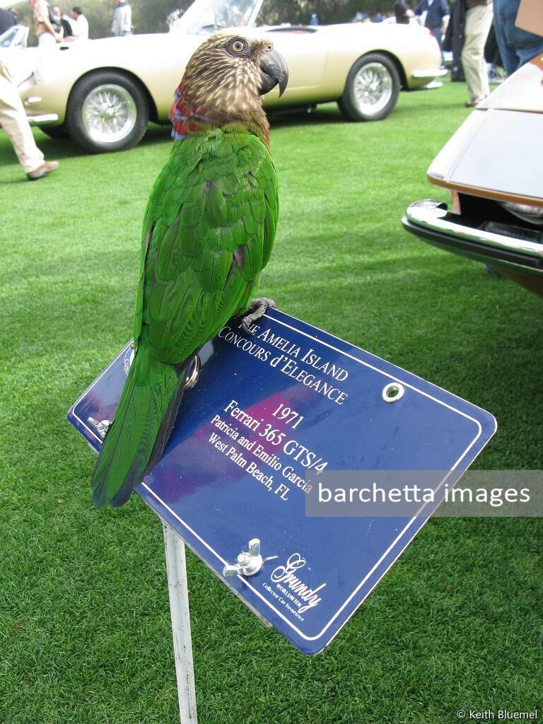 Amelia Island Concours d'Elegance